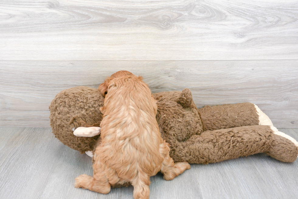 Popular Cavapoo Poodle Mix Pup