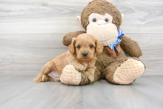 Sweet Cavapoo Baby