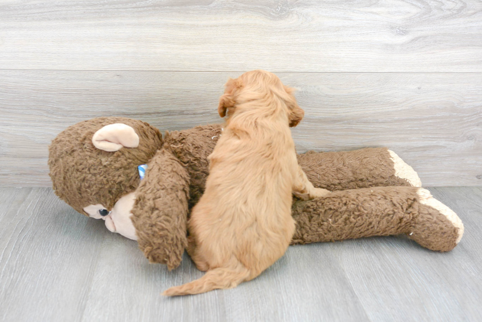 Cavapoo Pup Being Cute