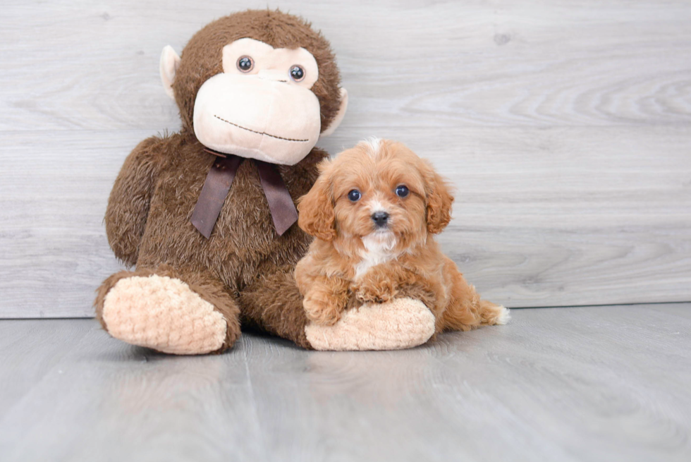 Best Cavapoo Baby