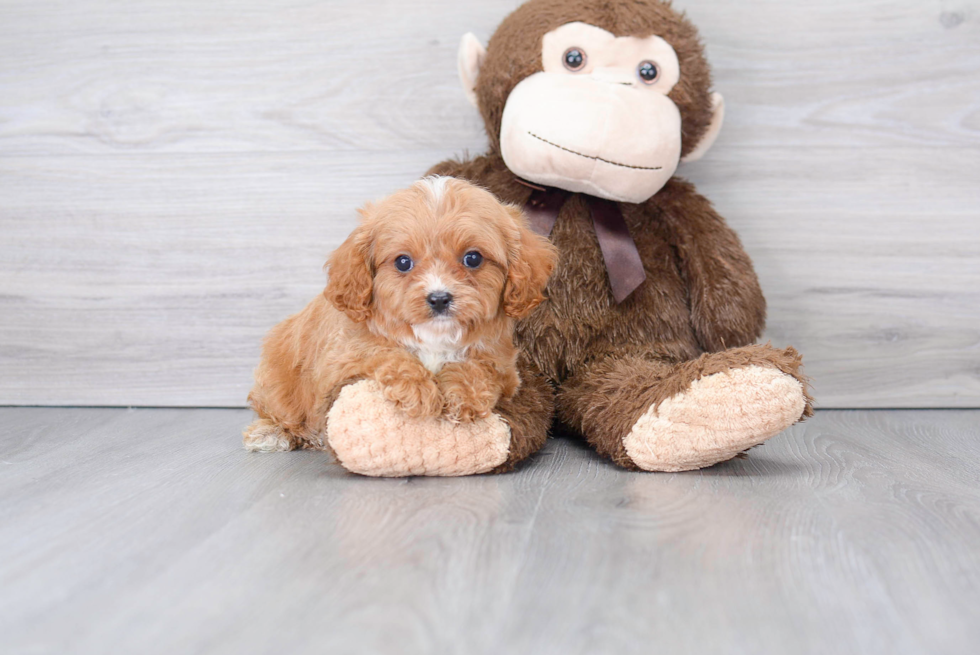 Cavapoo Puppy for Adoption