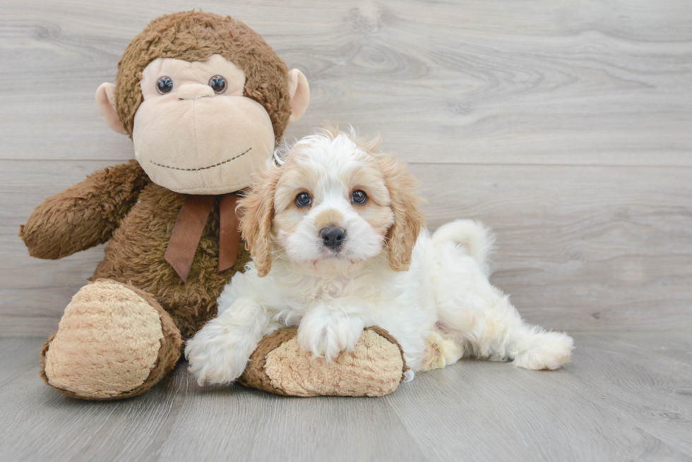 Cavapoo Pup Being Cute