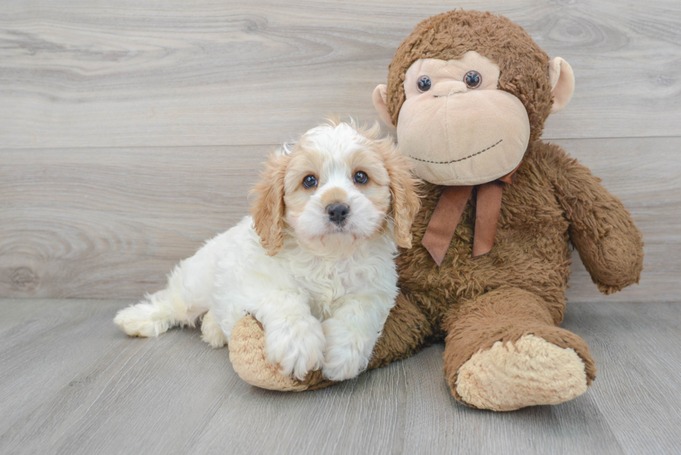 Cavapoo Puppy for Adoption