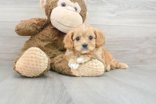 Cute Cavapoo Baby