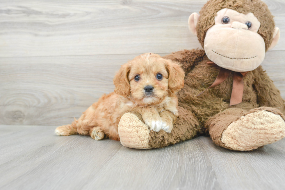 Best Cavapoo Baby