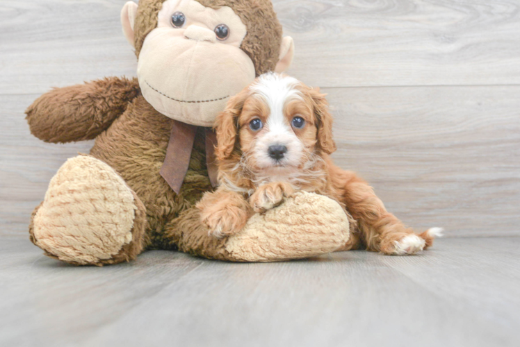 Little Cavoodle Poodle Mix Puppy