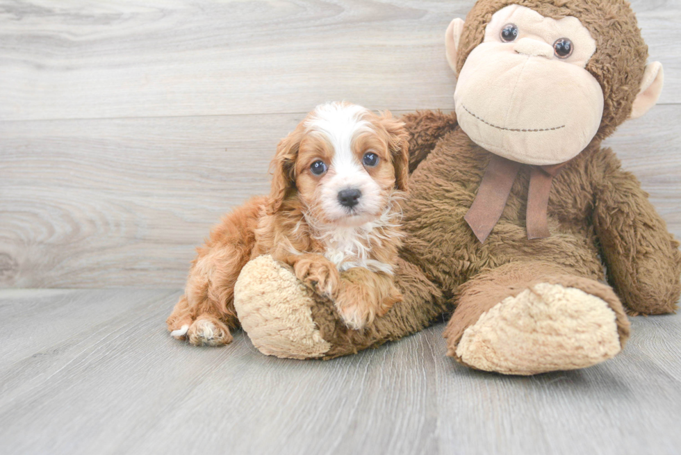 Petite Cavapoo Poodle Mix Pup