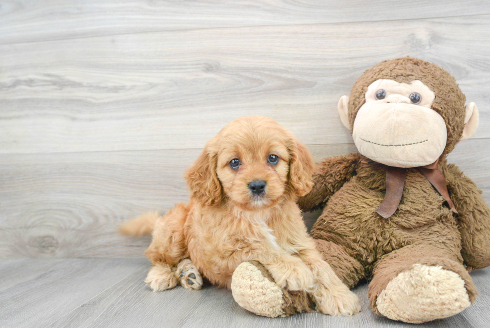 Cavapoo Puppy for Adoption