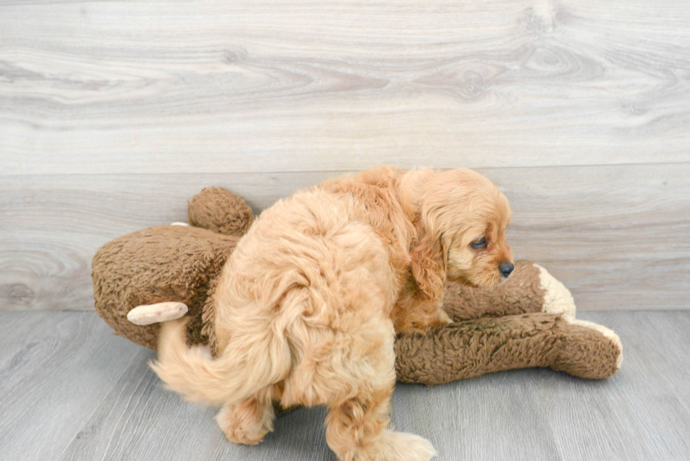 Smart Cavapoo Poodle Mix Pup