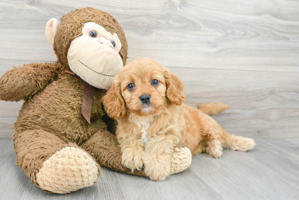 Best Cavapoo Baby