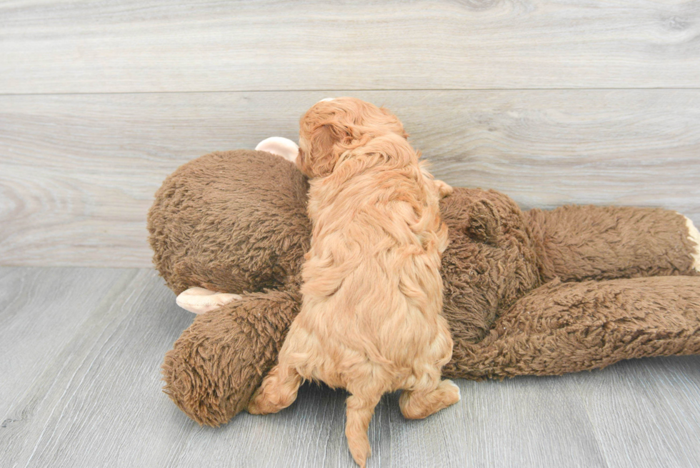 Happy Cavapoo Baby