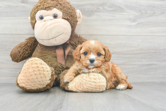 Cavapoo Pup Being Cute