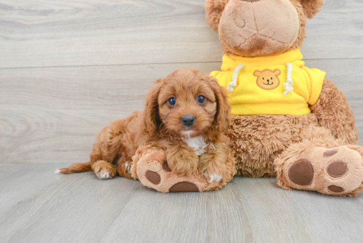 Best Cavapoo Baby