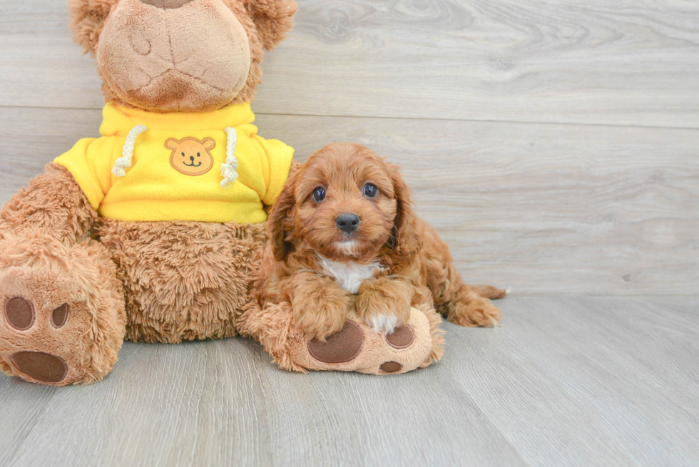 Popular Cavapoo Poodle Mix Pup