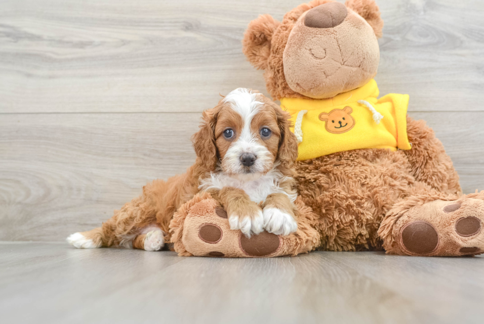 Cavapoo Pup Being Cute