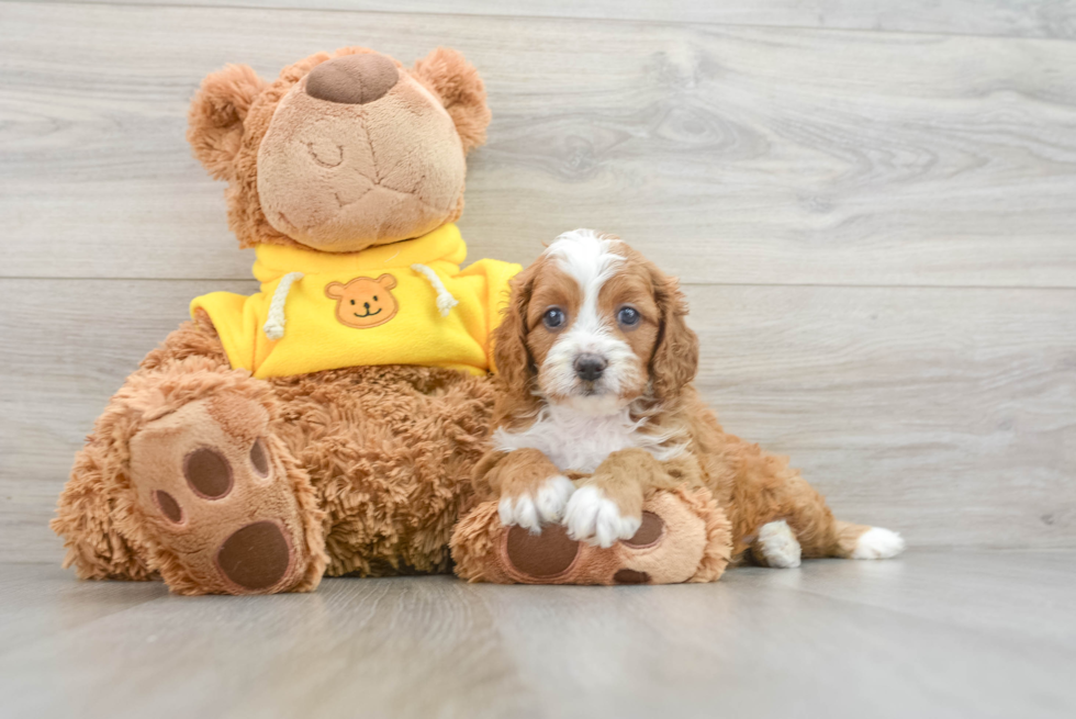 Cavapoo Pup Being Cute