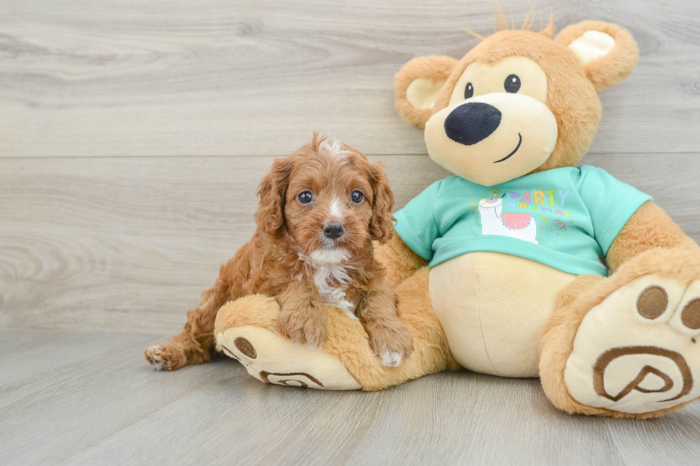 Energetic Cavoodle Poodle Mix Puppy