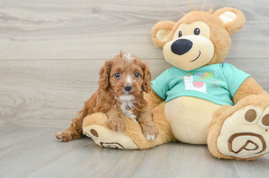 Energetic Cavoodle Poodle Mix Puppy