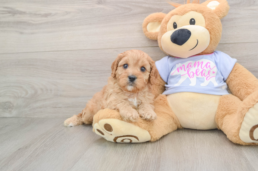 Best Cavapoo Baby