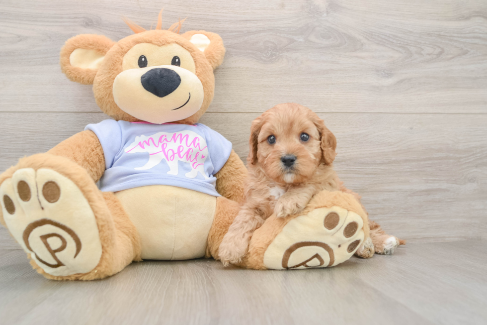 Best Cavapoo Baby