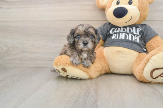 Cavapoo Puppy for Adoption