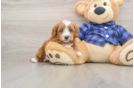 Cavapoo Pup Being Cute