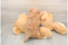 Playful Cavapoodle Poodle Mix Puppy