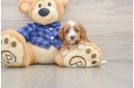 Best Cavapoo Baby