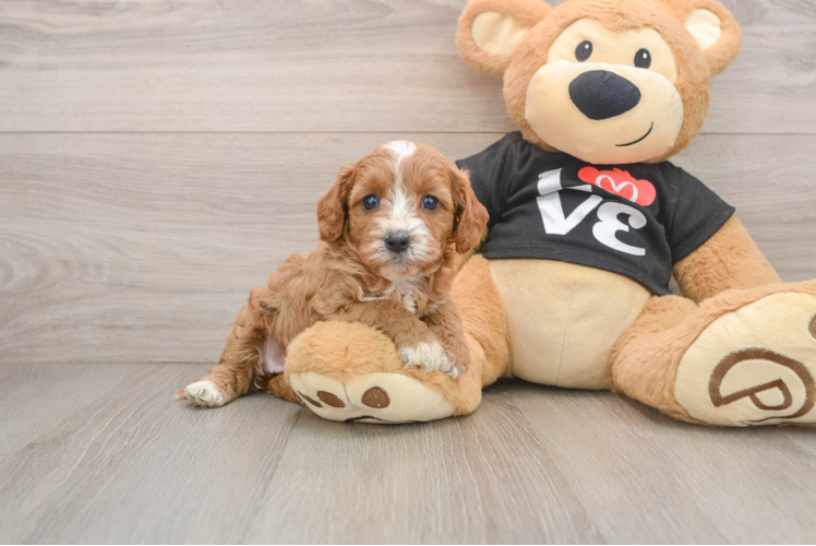 Small Cavapoo Baby