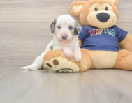 7 week old Cavapoo Puppy For Sale - Premier Pups