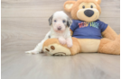 Cavapoo Pup Being Cute