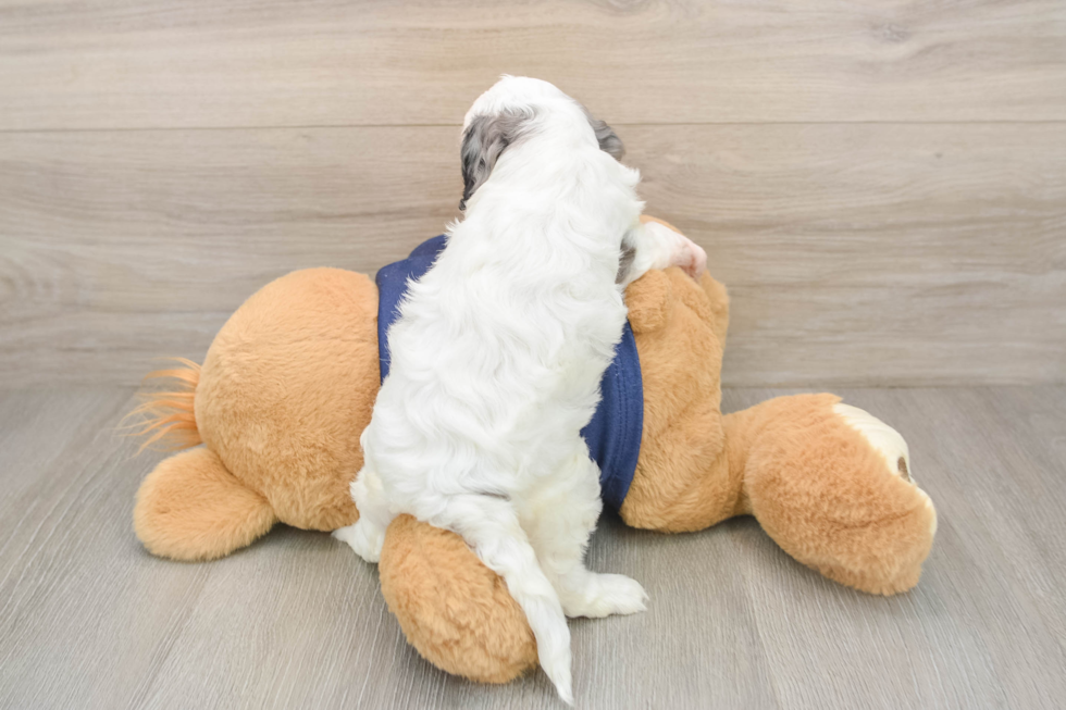 Playful Cavapoodle Poodle Mix Puppy