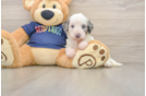 Petite Cavapoo Poodle Mix Pup