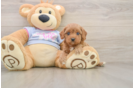 Sweet Cavapoo Baby