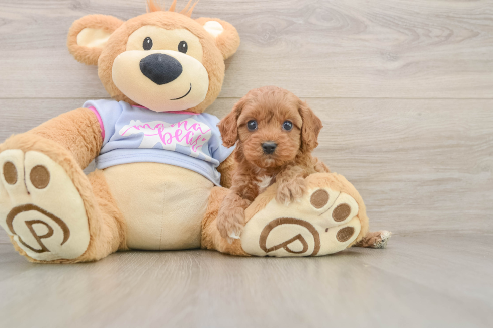 Sweet Cavapoo Baby