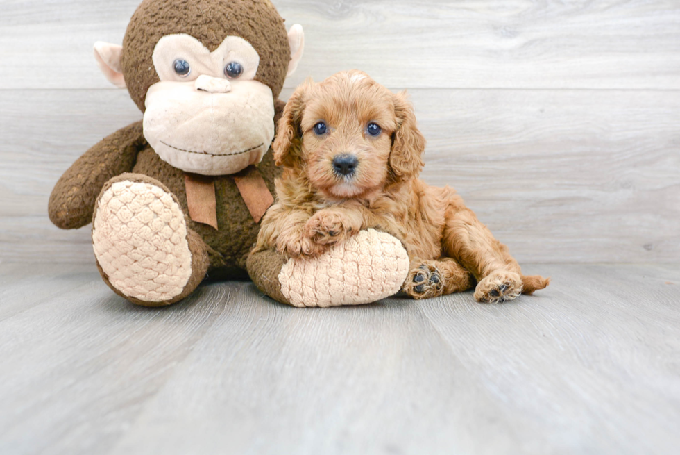 Cavapoo Puppy for Adoption