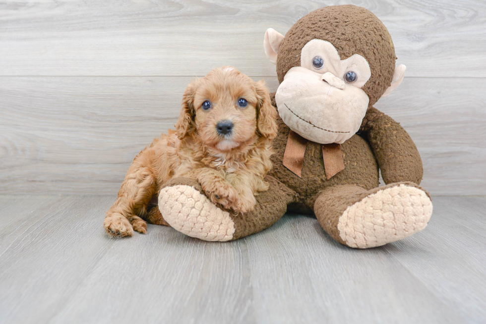 Cavapoo Pup Being Cute