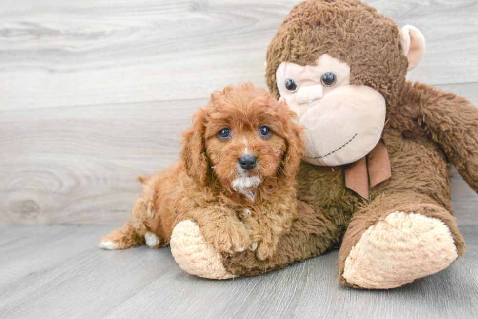 Popular Cavapoo Poodle Mix Pup