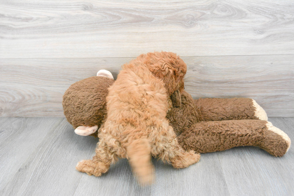 Cavapoo Pup Being Cute