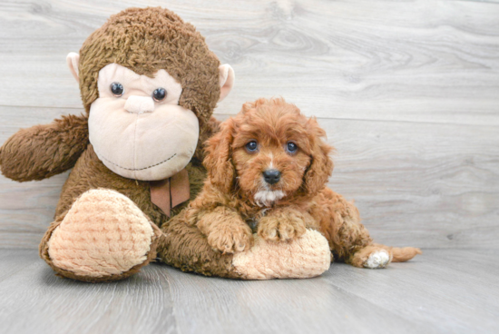 Cavapoo Puppy for Adoption