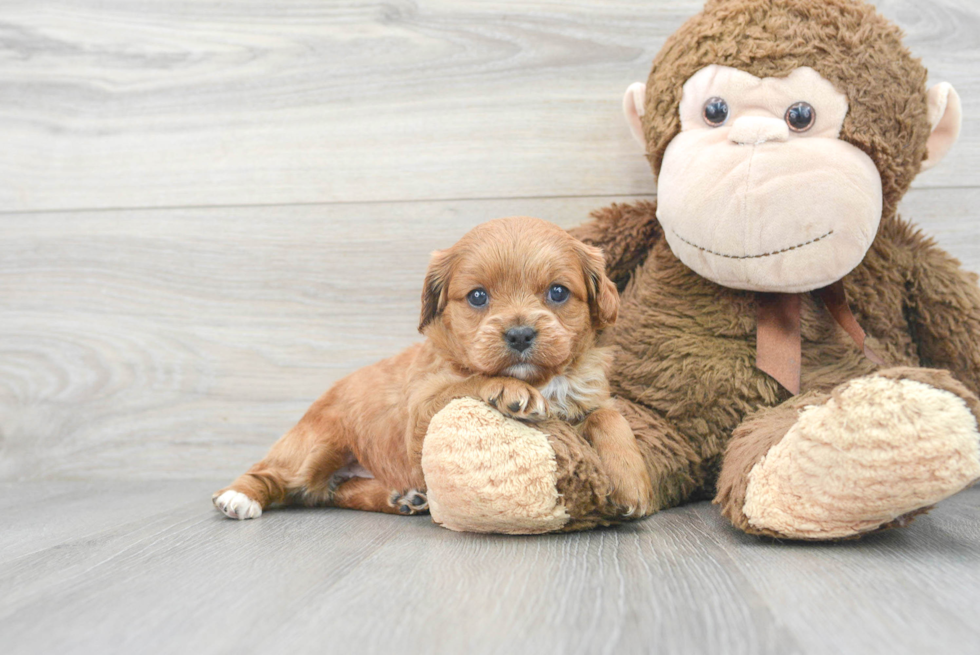 Energetic Cavoodle Poodle Mix Puppy