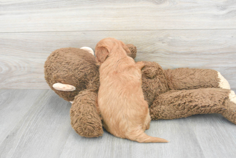 Petite Cavapoo Poodle Mix Pup