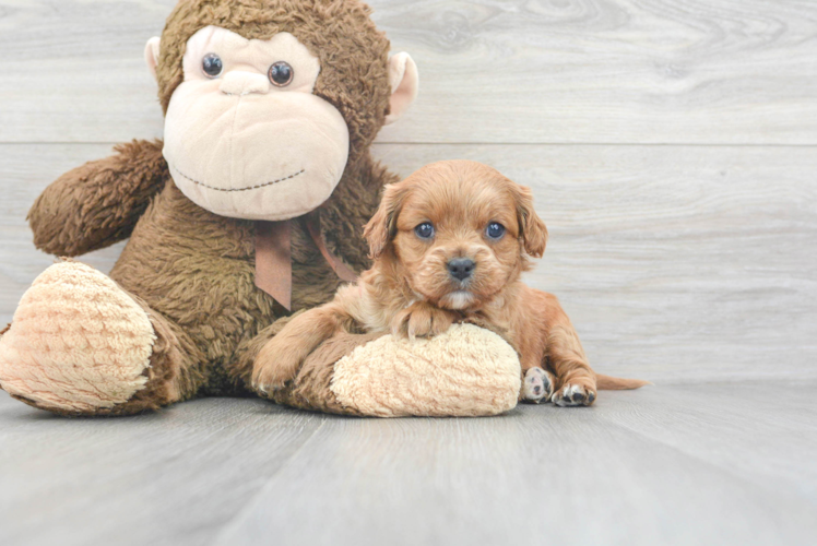 Cavapoo Puppy for Adoption