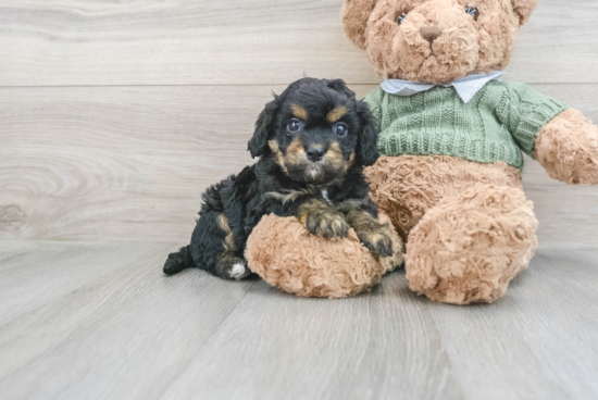 Happy Cavapoo Baby