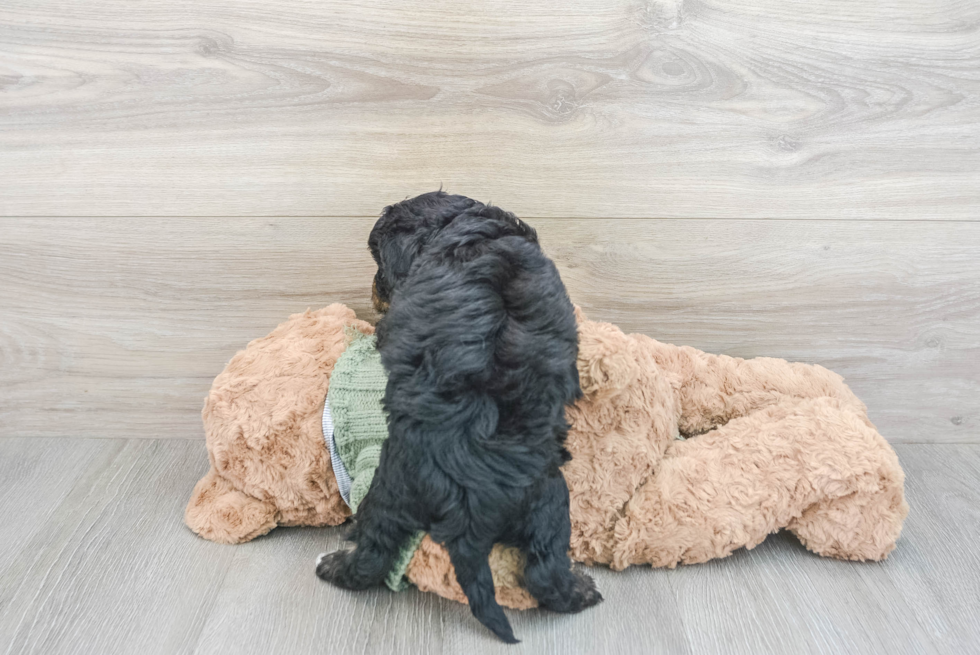 Cavapoo Puppy for Adoption