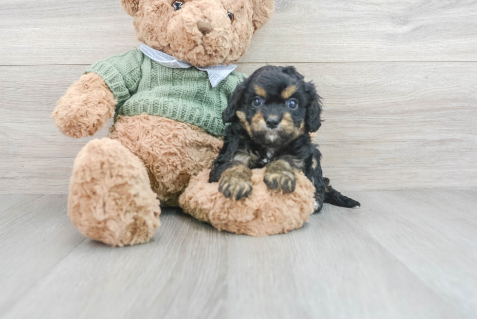 Cavapoo Pup Being Cute