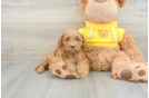 Best Cavapoo Baby