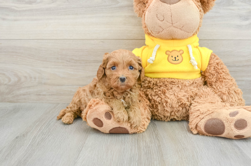 6 week old Cavapoo Puppy For Sale - Premier Pups