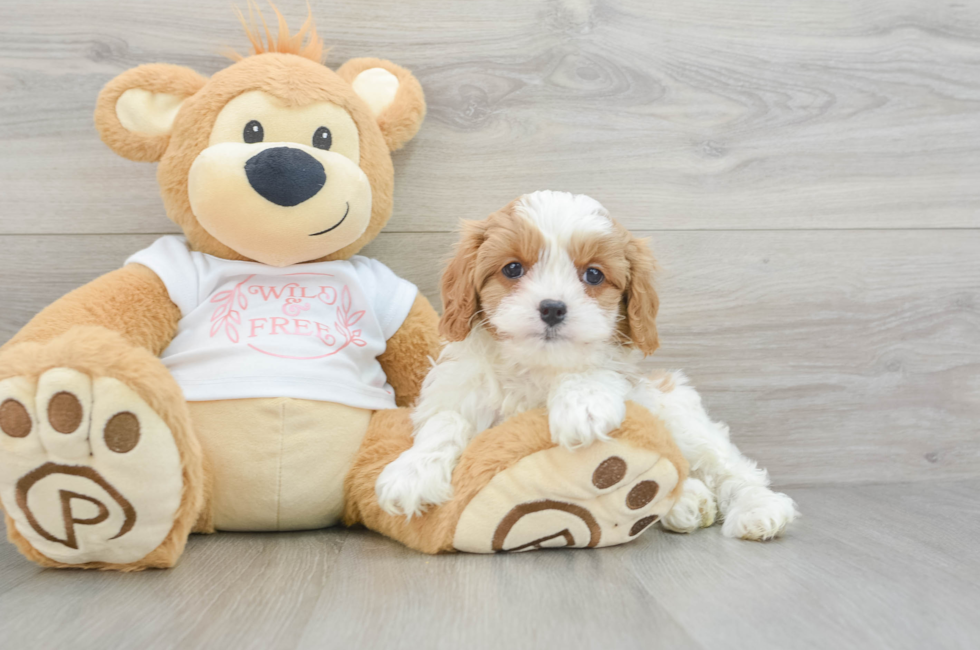 8 week old Cavapoo Puppy For Sale - Premier Pups