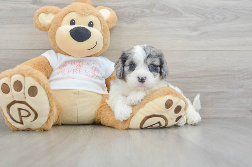 6 week old Cavapoo Puppy For Sale - Premier Pups